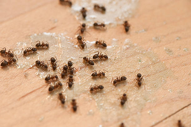 Best Pest Removal Services  in Belterra, TX
