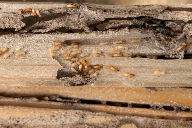 Professional Pest Control in Belterra, TX